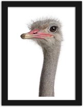 Foto in frame , kop van een Struisvogel , 3 maten , Multikleur , wanddecoratie , Premium print