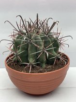 Cactus, Ferocactus Townsendianus, 20cmØ, ±22cm hoog