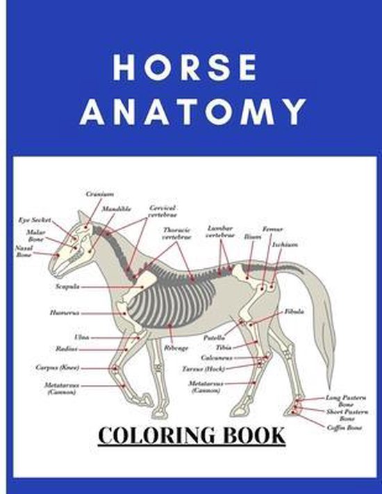 Horse Anatomy Coloring Book For Equine Vet Anatomy Students, Carmen