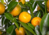Citrus mitis 'Calamondin'- Mandarijnboom - Fruitboom - Bladhoudend - ⌀19 cm - 55-65 cm