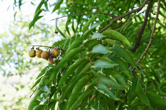 Seepje ‘Gewoon neutraal’ - 150 gr - Wasmiddel