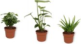 Set van 4 Kamerplanten - 2x Monstera Deliciosa & 1x Aloe Vera Clumb & 1x Coffea Arabica - ± 25cm hoog - 12cm diameter