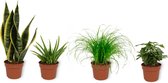 Set van 4 Kamerplanten - Aloe Vera & Sansevieria Superba & Coffea Arabica & Cyperus Zumula - ± 25cm hoog - 12cm diameter