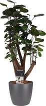 Leuke Aralia kamerplant | Binnenplant met mooie grote, ronde bladeren  | Door de stevige takken lijkt het bijna op een boom | Polyscias - Ø 17 cm - Hoogte 50 cm (waarvan +/- 35 cm plant en 15
