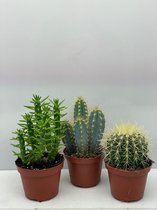 Cactus- Cactus mix 3 soorten-10.5 cmØ- Pilocereus Azereus- Echinocactus Grusonii- Opuntia Subulata
