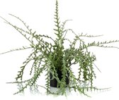 Kunstplant Epiphyllum 50 cm in pot