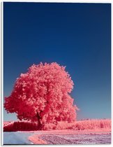 Forex - Roze Gewassen en Boom - 30x40cm Foto op Forex