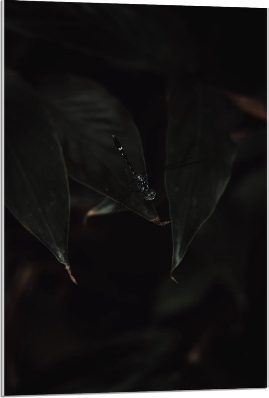 Acrylglas - Zwarte Libelle  - 60x90cm Foto op Acrylglas (Wanddecoratie op Acrylglas)