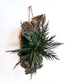 Plant voor aan de muur | Nooit water of licht nodig | 100% natuurlijk