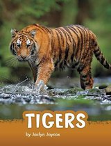 Animals- Tigers