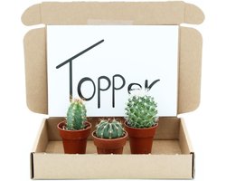 Cactus cadeau pakket in je brievenbus. Het unieke cadeau voor door de brievenbus. Wie verras jij?