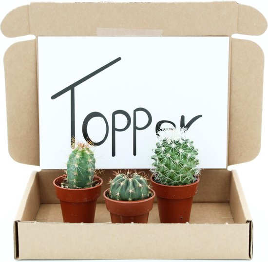 Cactus cadeau pakket in je brievenbus. Het unieke cadeau voor door de brievenbus. Wie verras jij?