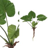 PTMD Leaves plant green philodendron leaf plant s