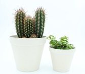 Ikhebeencactus | Kalanchoë blossfeldiana Wit | Prachtige bloeiende vetplant | set 2 stuks | 12cm pot