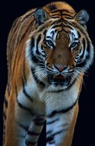 Sluipende tijger op zwarte achtergrond – Plexiglas – 60x40cm - Wanddecoratie - Wilde dieren - Eye Of The Tiger
