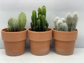 Cactus- Cactus palen mix 3 soorten-Terracotta pot-12cmØ  Pilocereus Azereus- Cephalocereus senilis- Cereus Peruvianus