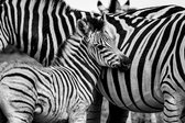 GLASS AMSTERDAM Zebra|Liggend|Foto-Art Op Plexiglas 90 x 60cm| Wanddecoratie |Incl. Luxe Ophangframe