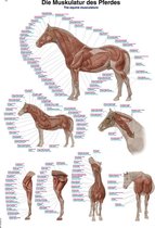 Anatomie poster spieren paard (papier, 50x70 cm)