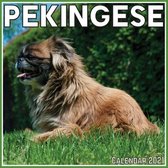 Pekingese Calendar 2021: Official Pekingese Calendar 2021, 12 Months