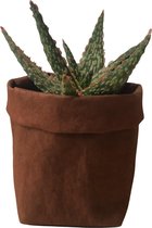 de Zaktus - Aloe Variegata - vetplant - UASHMAMA® paperbag donker grijs - Maat M
