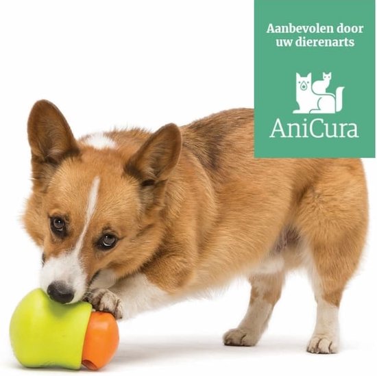 Bruine corgi bijt in groen en oranje hondenspeeltje.