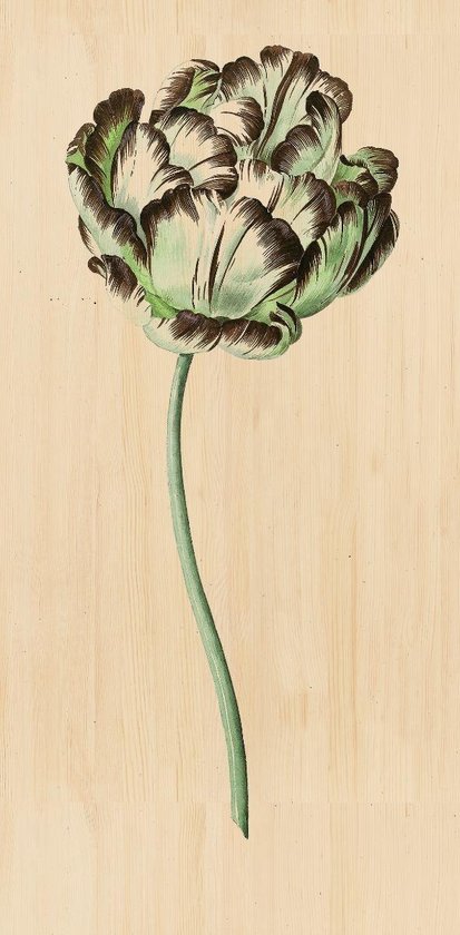 Schilderij - bloem - Collectie Botanical stories - Hout met leren lussen - 48x98cm