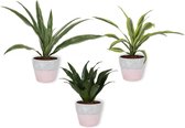 Set van 3 Kamerplanten - Draceana Lemon Lime & Draceana Warnecki & Dracaeana Compacta - in roze betonnen pot -  ±  30cm hoog - 12cm diameter