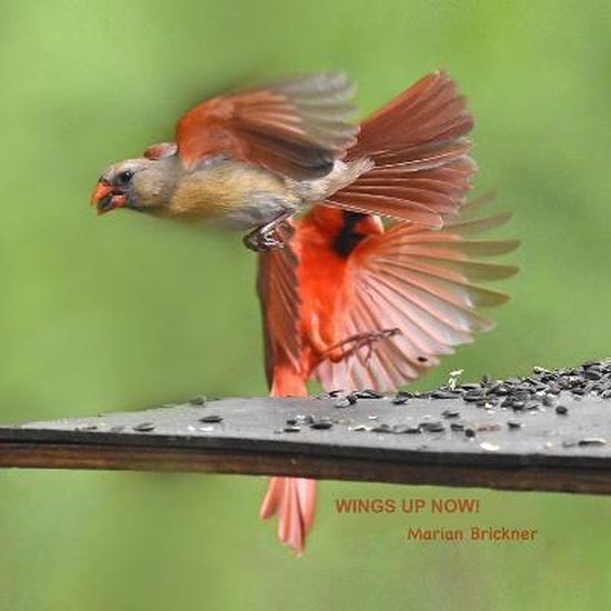 Wings Up Now! - cover