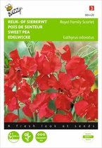 Famille Royal de pois rouges - Lathyrus odoratus