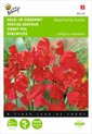 Reukerwt Royal Family rood - Lathyrus odoratus
