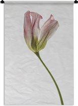 Wandkleed Gedroogde bloemen - Gedroogde tulp op witte achtergrond Wandkleed katoen 120x180 cm - Wandtapijt met foto XXL / Groot formaat!
