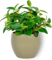 Kamerplant Peperomia Pixie - ± 20cm hoog – 12 cm diameter - in groene pot