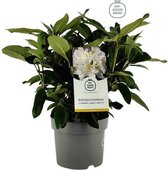 3x Rhododendron 'Cunninghams White' - Planthoogte 30-40 cm in pot