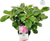 3x Rhododendron 'Germania' - Planthoogte 30-40 cm in pot