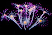 Aquarium decoratie - Koraal - Kunstplant Aquarium Fluo - Planten voor aquarium - Mooie neon planten –Planten PAARSE bloemen  kleur - Aquariumdecoratie - Aquariumversiering - Benodi