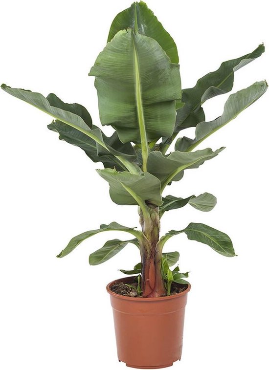 Mooie Bananenplant | Musa Kamerplant | Met fantastisch grote bladeren en mogelijk na 3 jaar je eigen bananen Ø 27 cm – Hoogte 80 cm (waarvan +/- 60 cm plant en 20 cm pot) | Kamerplant