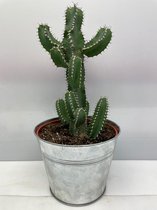 Cactus- Euphorbia Polyacantha- zinken pot- 17cmØ- ±35 cm hoog