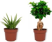 Set van 2 Kamerplanten - Aloë Vera & Ficus Ginseng - ±  30cm hoog - 12cm diameter