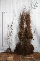 25 stuks | Haagbeuk Blote wortel 125-150 cm Extra kwaliteit - Bladverliezend - Geschikt als hoge en lage haag - Makkelijk te snoeien - Prachtige herfstkleur
