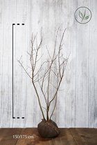 10 stuks | Krentenboom Kluit 150-175 cm | Standplaats: Halfschaduw/Schaduw/Volle zon | Latijnse naam: Amelanchier lamarckii