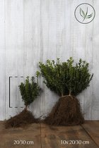 25 stuks | Buxus - Struiken Blote wortel 20-30 cm Extra kwaliteit - Compacte groei - Geschikt als lage haag - Geschikt voor vormsnoei - Kleinbladig - Wintergroen