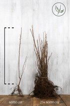 25 stuks | Krentenboom Blote wortel 60-80 cm - Bladverliezend - Bloeiende plant - Informele haag - Prachtige herfstkleur