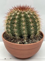 Cactus- Melocactus Broadwayi- 17cmØ- ±17 hoog