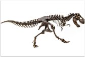 Poster – Geraamte van Dinosaurus - 90x60cm Foto op Posterpapier