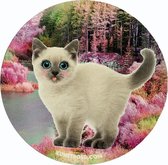 Sticker Cat Love