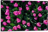Tuinposter – Fel Roze Tulpen - 90x60cm Foto op Tuinposter  (wanddecoratie voor buiten en binnen)