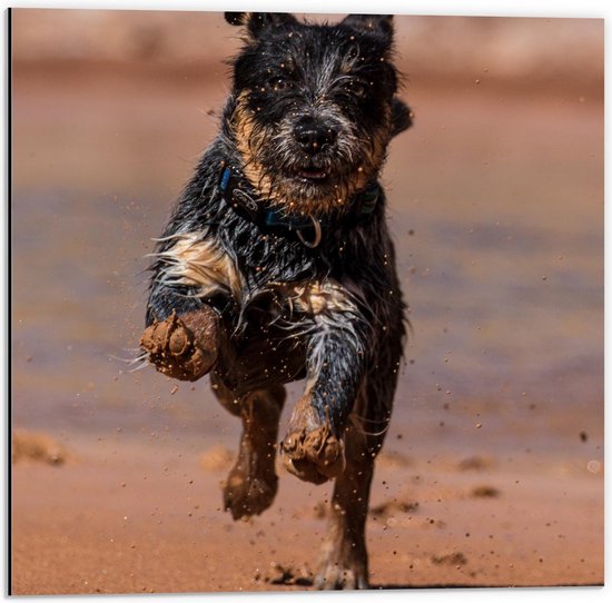 Dibond - Vrolijk Huppelend Hondje op het Strand - 50x50cm Foto op Aluminium (Met Ophangsysteem)