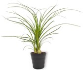 Kamerplant Nolina Recurvata - Olifantspoot - ±  25cm hoog - 12cm diameter - in zwarte pot