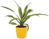 Kamerplant Dracaena Lemon Lime – Drakenbloedboom - ± 25cm hoogte – 12 cm diameter - in gele pot