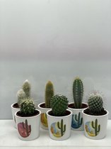 Cactus- Cactus mix 6 soorten- 6.5cmØ- Rising sun pot ± 8-17cm hoog